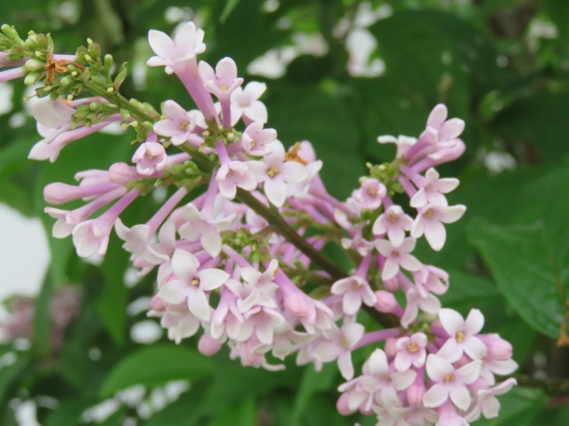 Closeup lilac